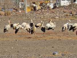 Megérkeztek a gólyák Marokkóba