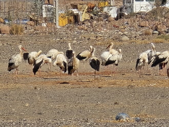 Megérkeztek a gólyák Marokkóba