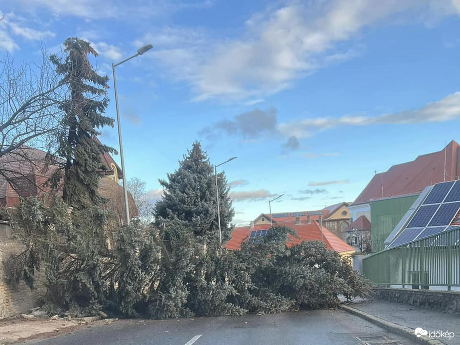 Kidőlt fenyő Szekszárdon