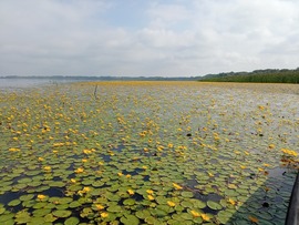 Tündérfátyolok