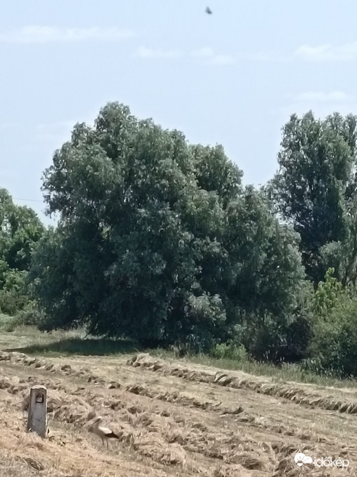 Berettyóújfalu