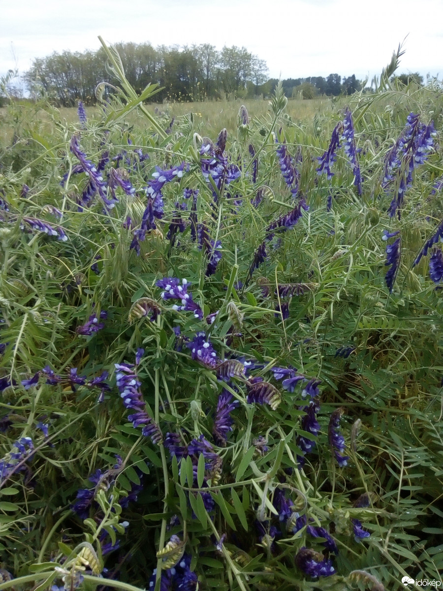 Csengőd