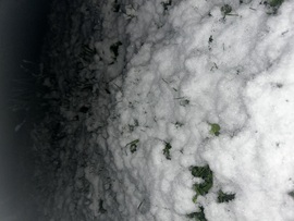 Késői hólepel