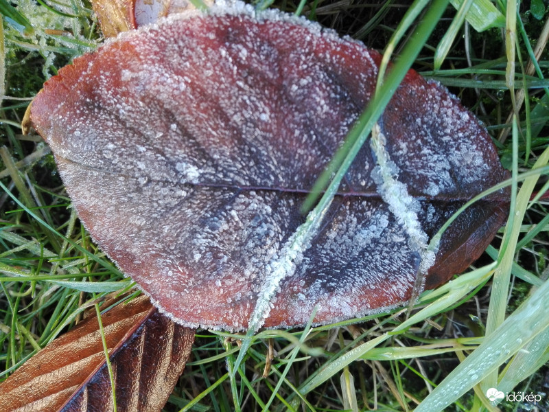 Őszi fagyos falevél