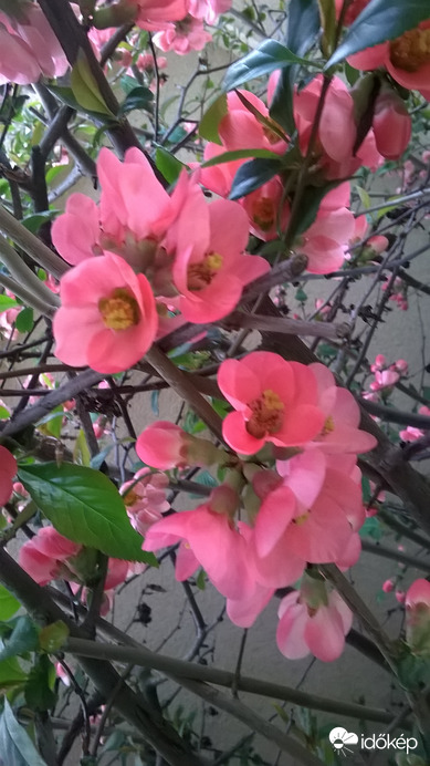 Japánbirs virágzása