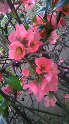 Japánbirs virágzása