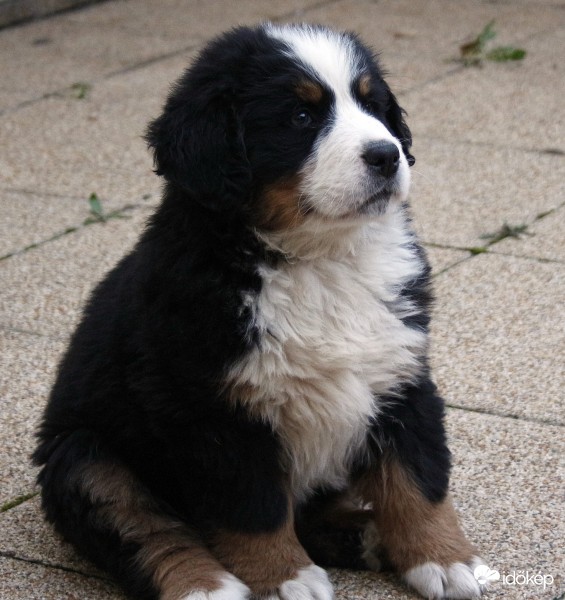 Berni pásztor kölyök