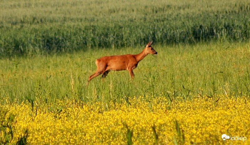 Őz hajnalban