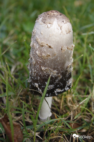 Gyapjas tintagomba