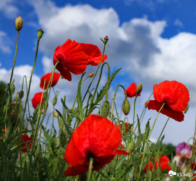 Égre néző pipacsok