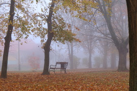 2021. november Köd a parkban.