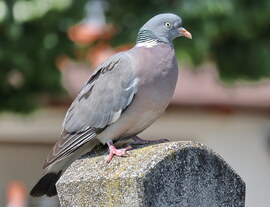 Örvösgalab