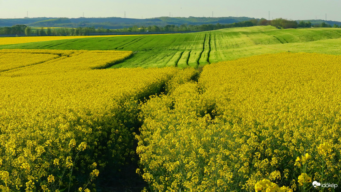 Határ