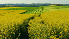 Határ