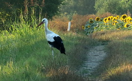 A réten