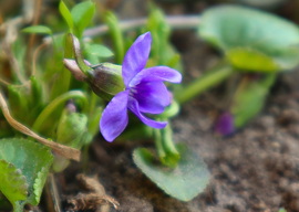 Ibolya