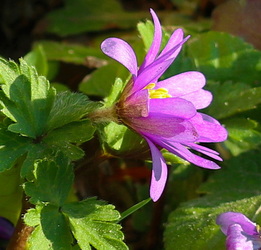 Szellőrózsa