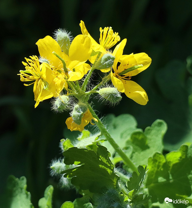 Vérehulló fecskefü