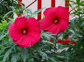 Hibiszkusz