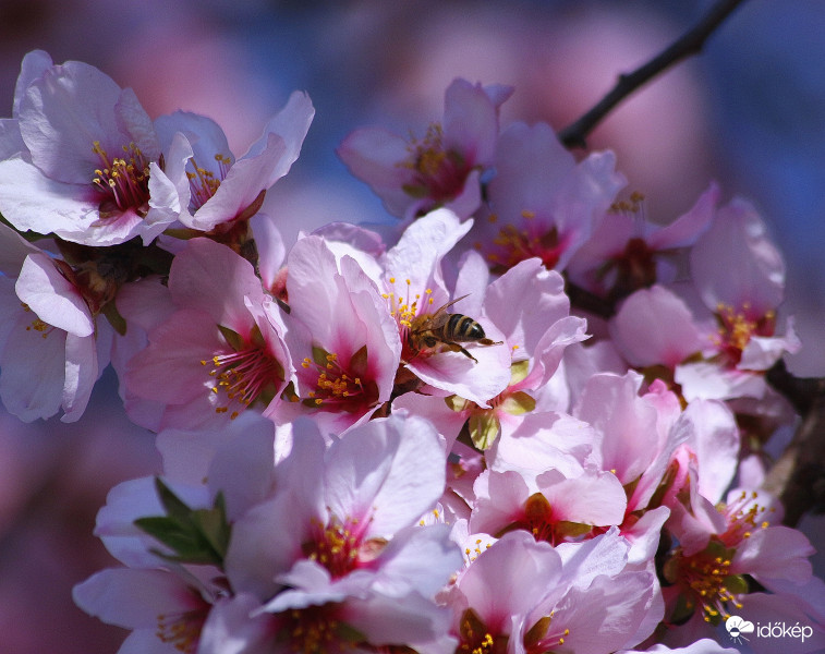 Mandula virág szorgoskodóval