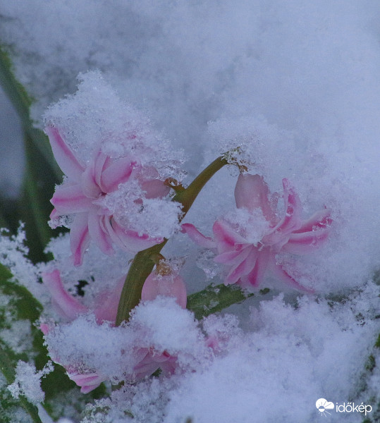 Jácint a hó alatt