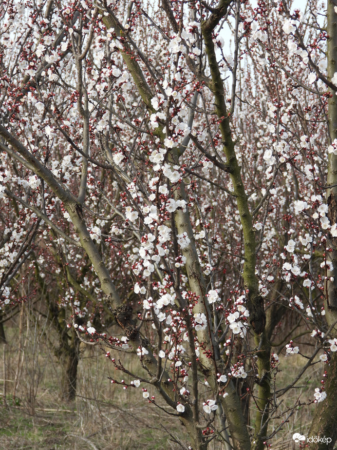 Békés a korai tavasz