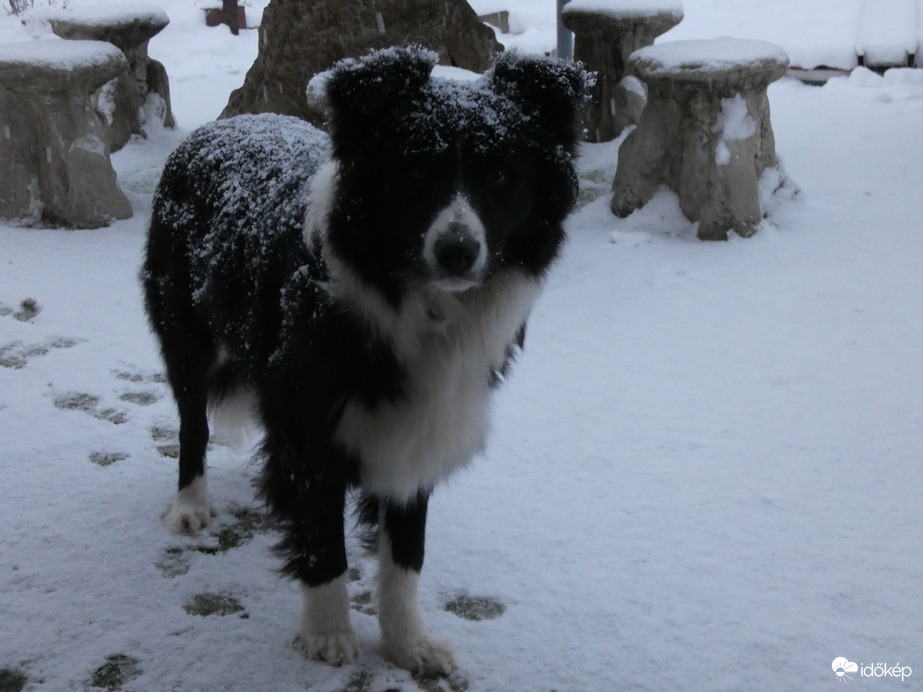 Boninak is tetszik a hó