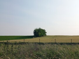 Vereb