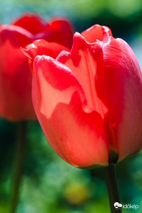 Tulipán