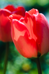 Tulipán