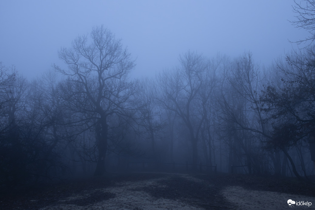 Normafa ködben 