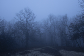 Normafa ködben 