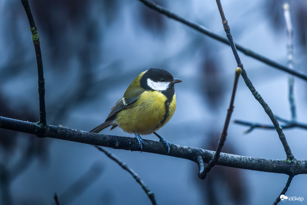 mikloslaszlo fotója