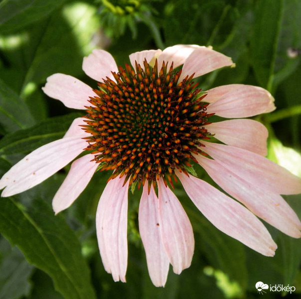 Echinacea purpurea