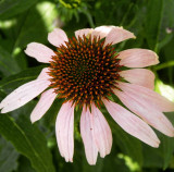 Echinacea purpurea