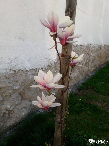 Bátaszék