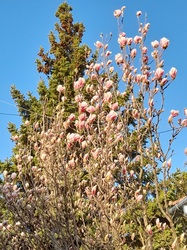 Tulipán fa
