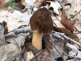 mimimami fotója