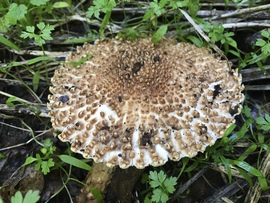 mimimami fotója