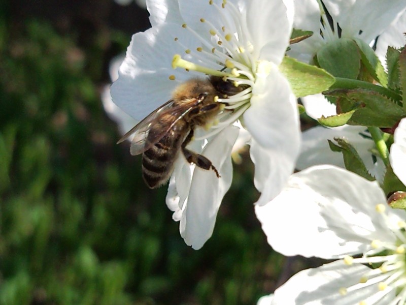 A szorgos méh