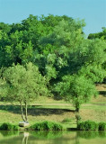Gazdára várva