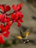 kolibri lepke