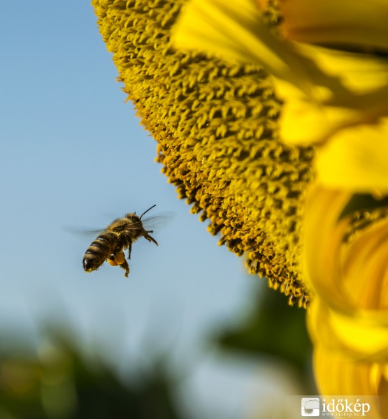 Szorgalmas méhecske