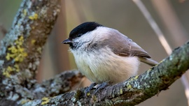 mlwildlifephoto fotója