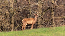 mlwildlifephoto fotója