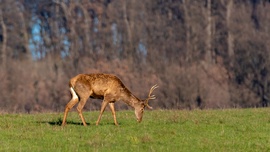 mlwildlifephoto fotója