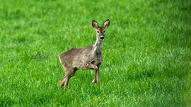 mlwildlifephoto fotója