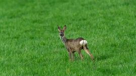 mlwildlifephoto fotója