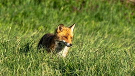 mlwildlifephoto fotója