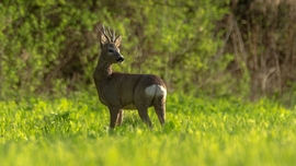 mlwildlifephoto fotója